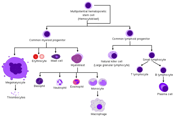 Hematopoiesis_simple.svg